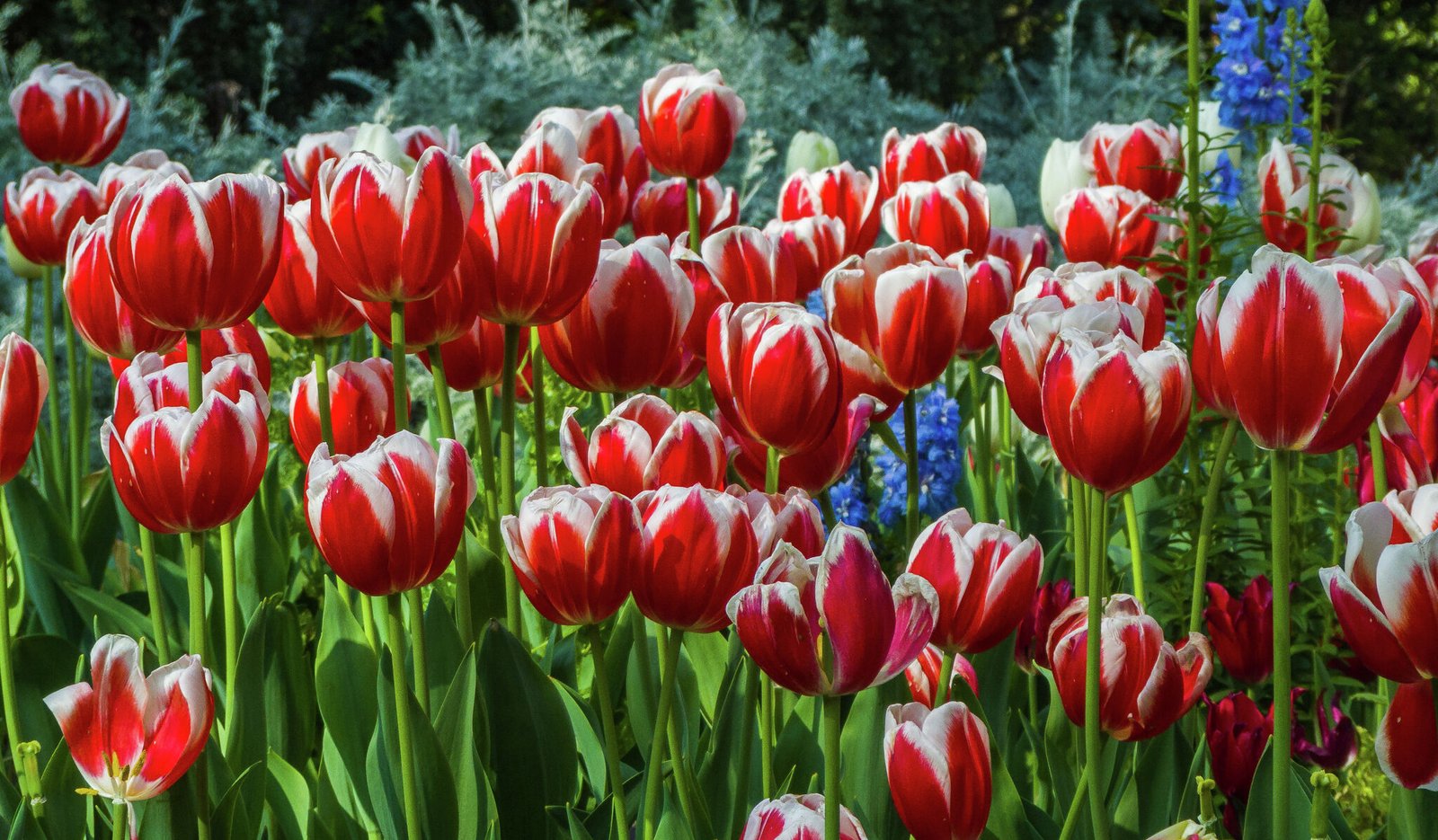 One of California's largest flower farms to conduct mass layoffs