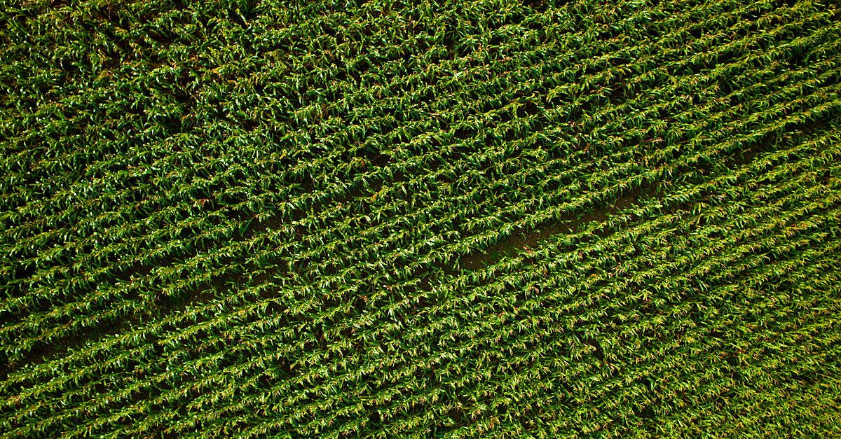 Purina Europe Exceeds Sustainability Targets For 2025