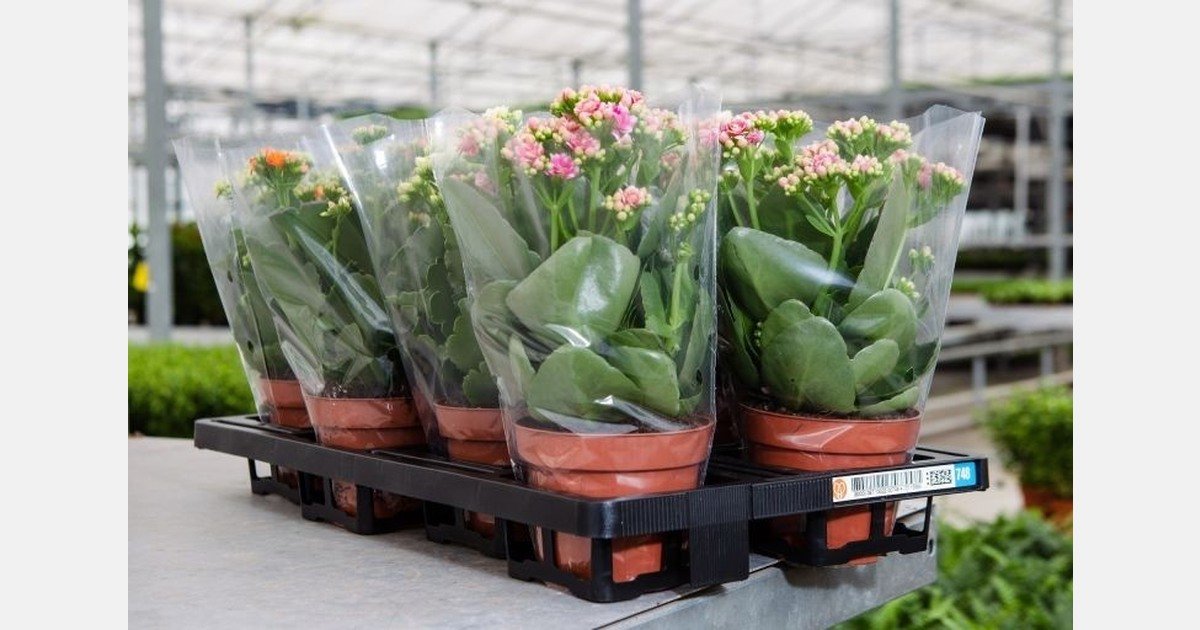 What floral businesses need to know about green claims