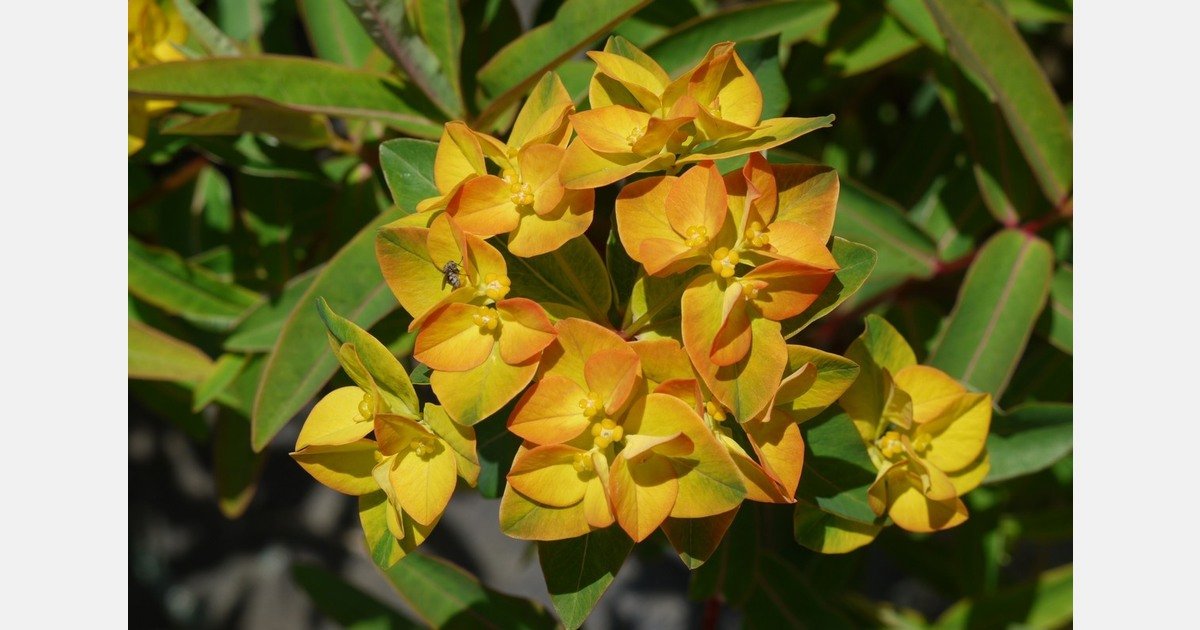 Plants for Europe launches six new plant varieties for 2026