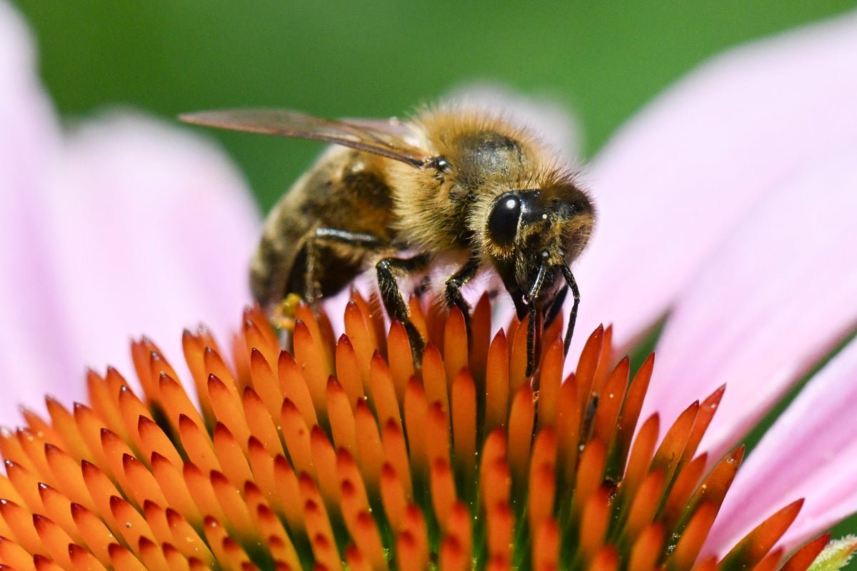 Climate change has extended Europe’s pollen season by two weeks