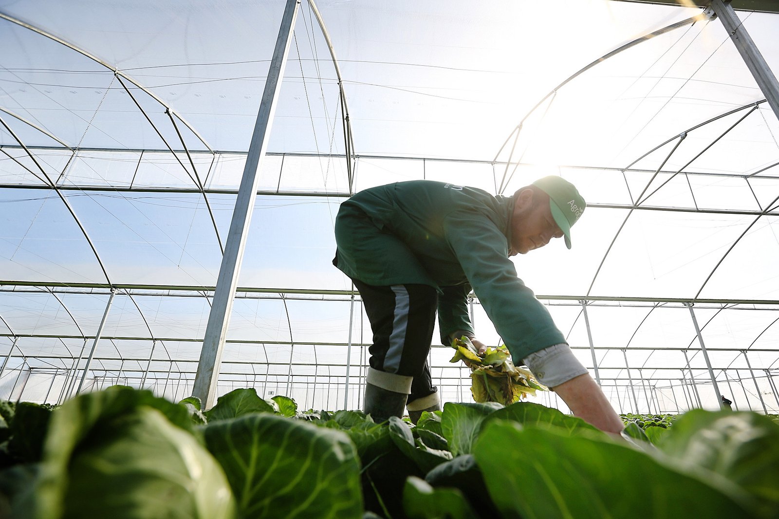 From lawyers to farmers, how an EU initiative works on food safety and consumer protection