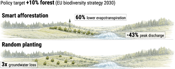 Optimized afforestation reduces flood risk and limits water loss in Europe