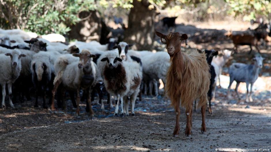 Greek ministers resign over EU farming subsidy scandal