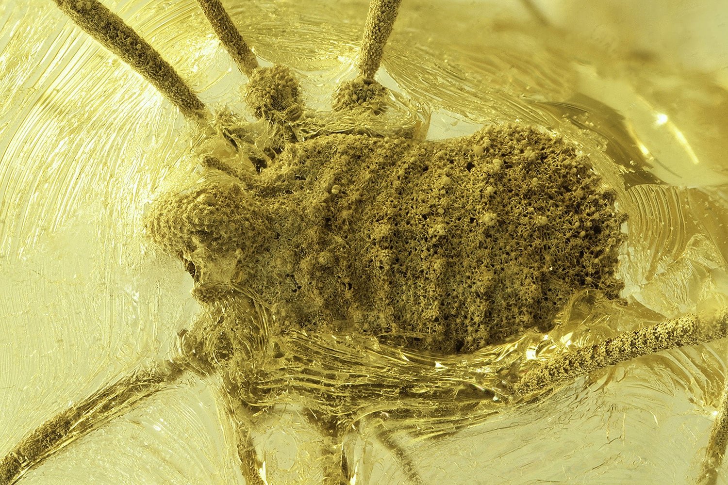 Amber Fossil Balticolasma Wunderlichi