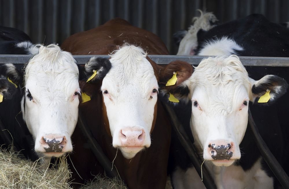 Hereford cows Image credit: iStock-PaulMaguire