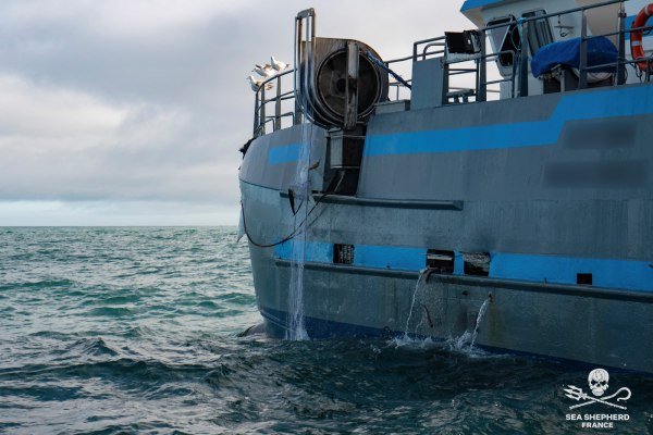 France Sued Over Inaction as Seabirds Face Risk of Extinction