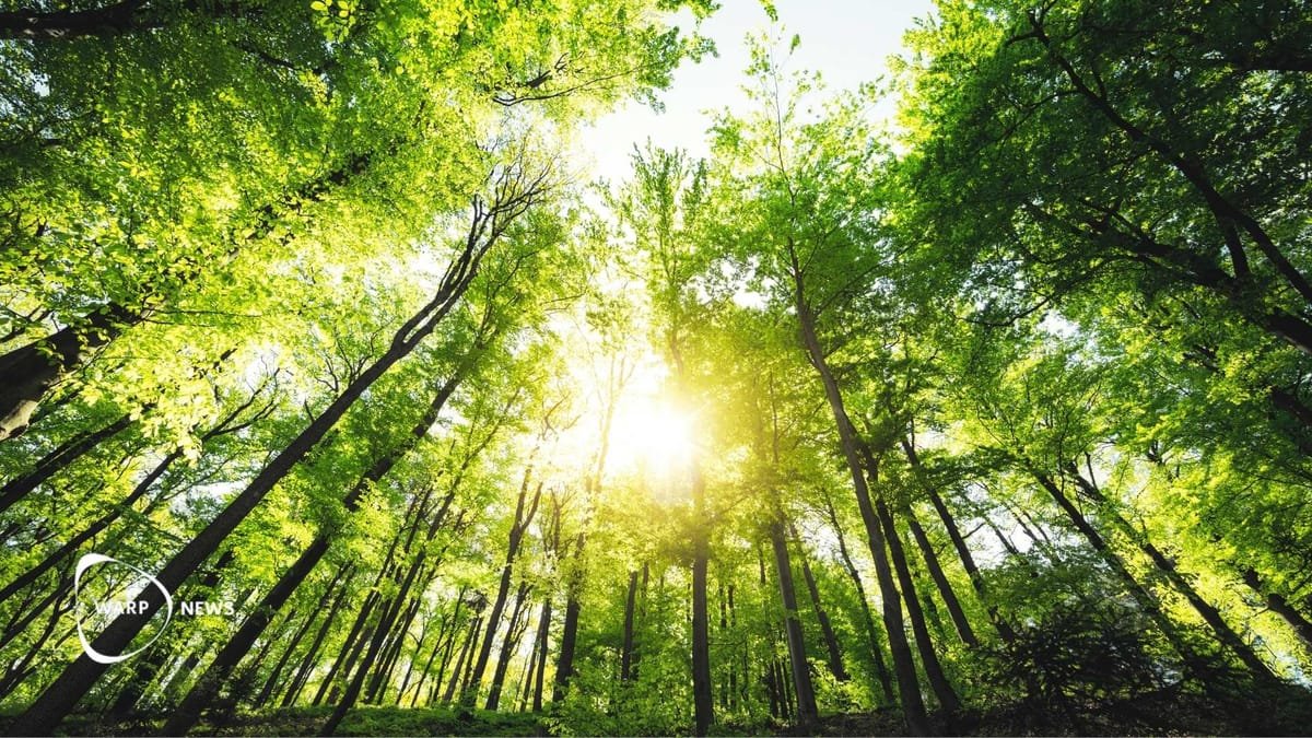 🌲 Europe's forests are growing faster than they are harvested