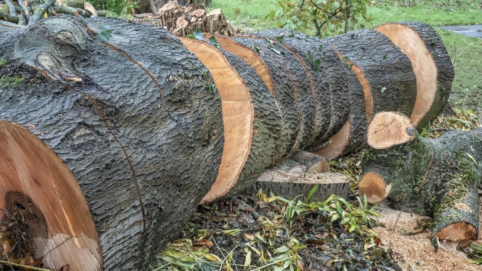 The environmental impact of the EU-Mercosur Agreement: deforestation and pesticides