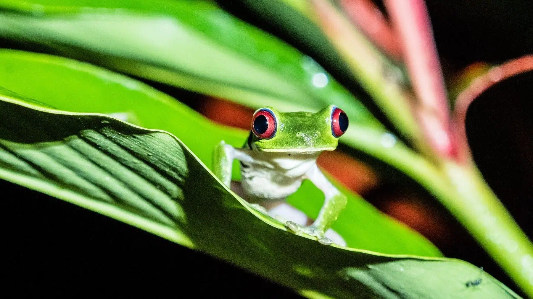 Unbelievable: Nicaragua to Export 30,000 Exotic Animals to Asia and Europe in 2026