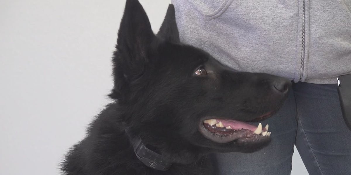 Black Hawk non-profit raising money to send service dog to Colorado