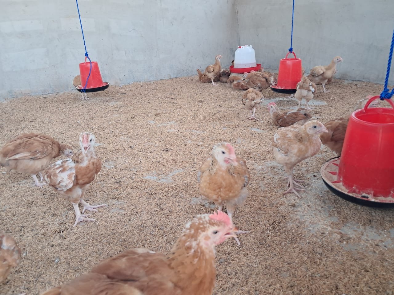 EU backs Ghana's poultry scheme with 150,000 birds for 3,000 farmers