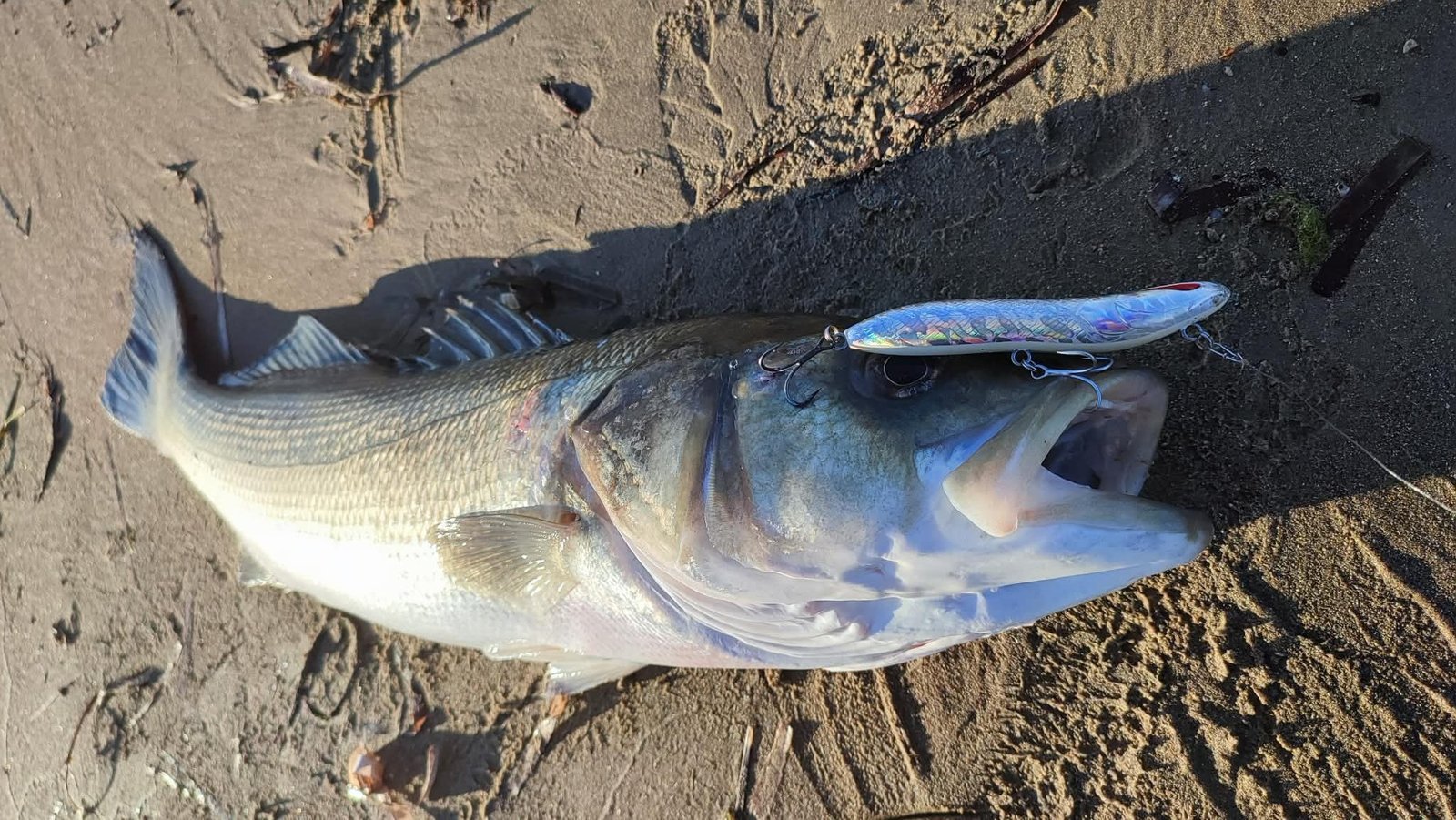 Lure that’s making waves in Europe prepares to hit EFTTEX