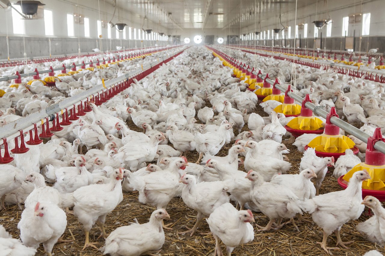 Poultry farms to receive state subsidies to meet EU standards, MAIA promises support.