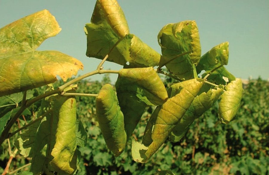 OIV Schedules Global Webinar to Address Surge in Flavescence Dorée Disease Threatening Vineyards