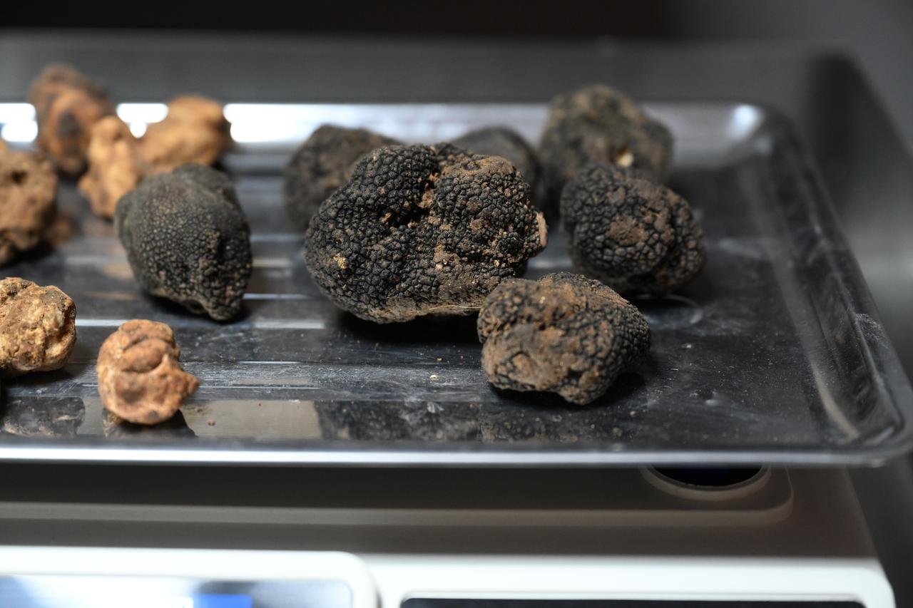 A selection of black truffles collected from different regions of Türkiye are seen on a tray before being prepared for export. (AA Photo)