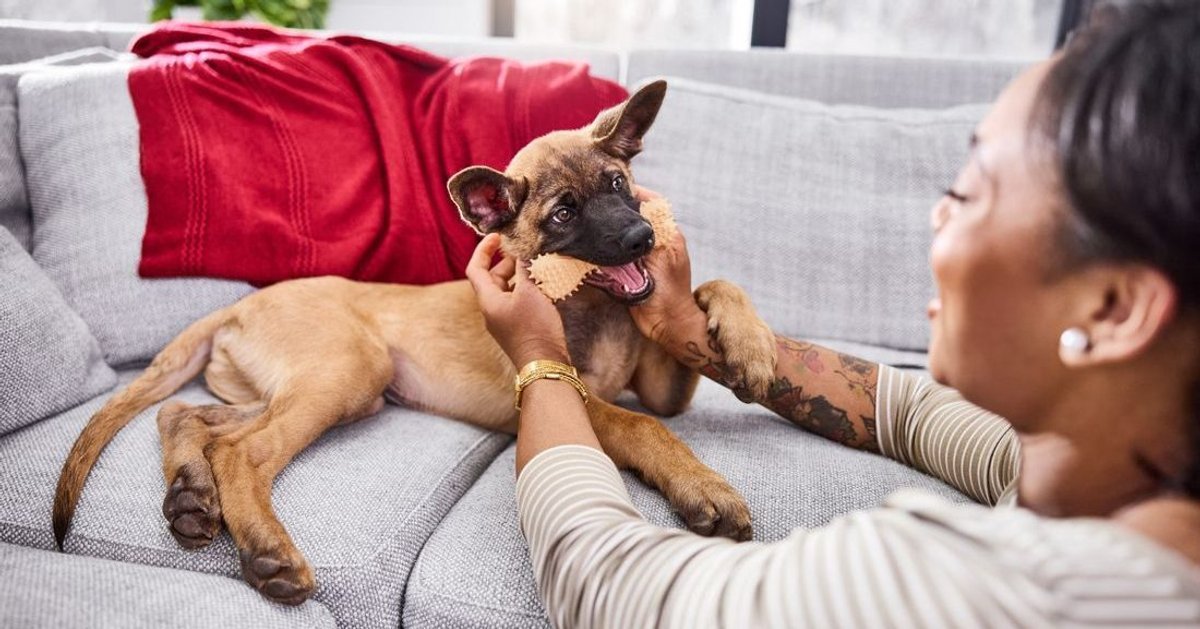 How Has Purina Reached its Regenerative Agriculture Target?