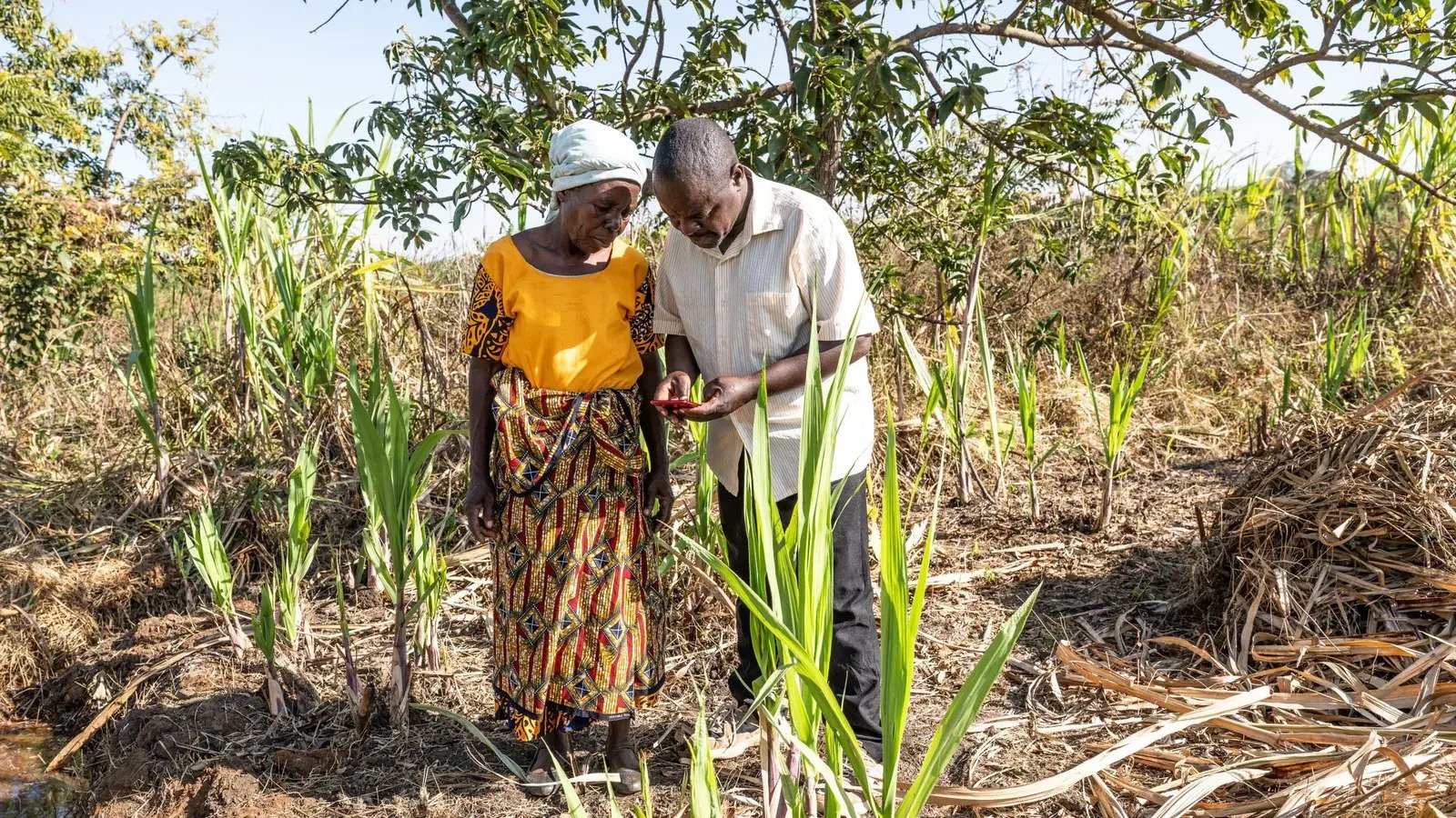Allowed in Africa. Banned in Europe. Stop toxic pesticides now.