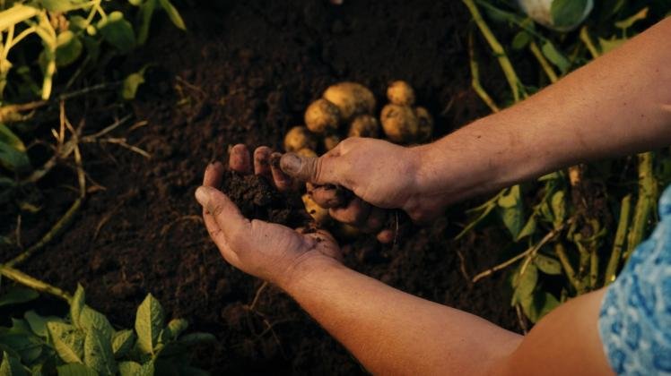 Europe: PepsiCo and Fertiberia partner to use high-tech fertilizers based on green hydrogen