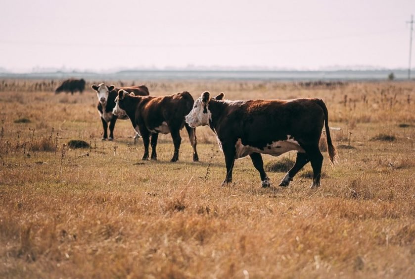 Beef Month Perspective: What Lenders Are Seeing in Today's Beef Industry