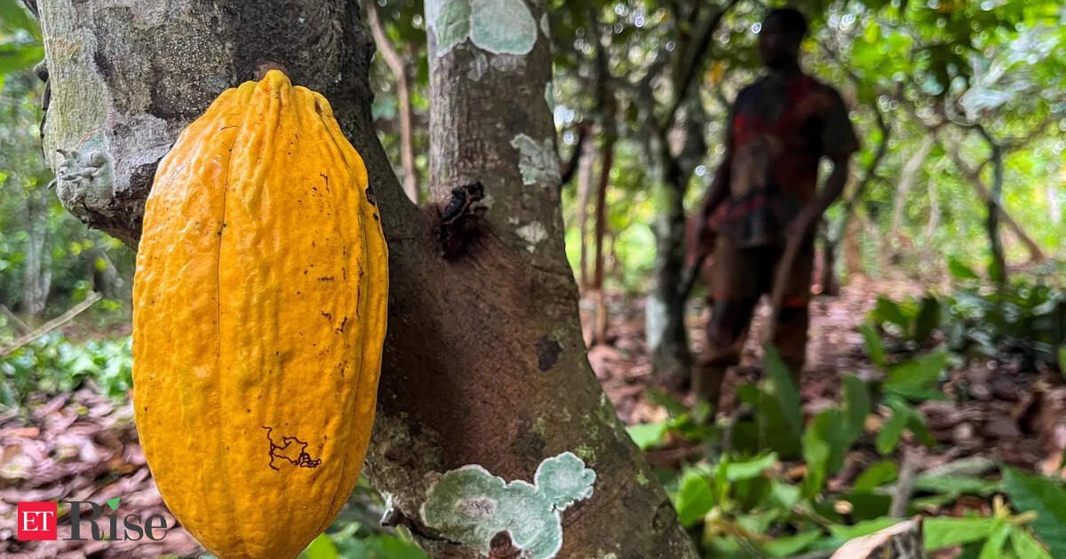 Small Ivory Coast cocoa firms say EU deforestation rules might bankrupt them