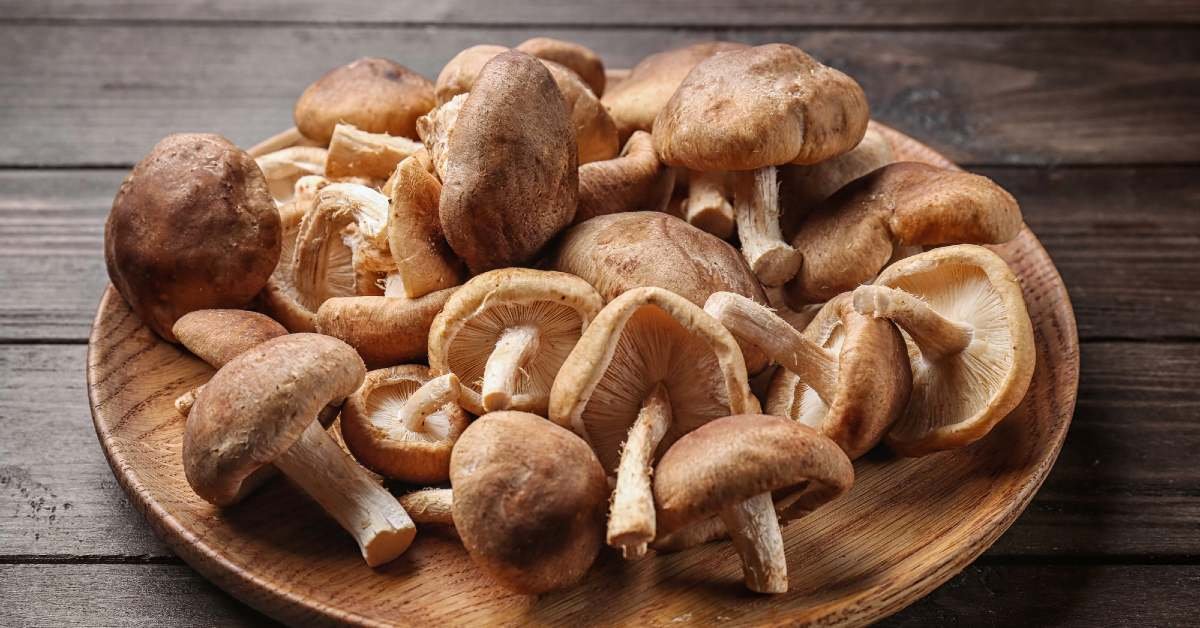 Amsterdam’s Remagine Food backs Dutch-based MUCHgroup to scale production of shiitake-based meat alternatives