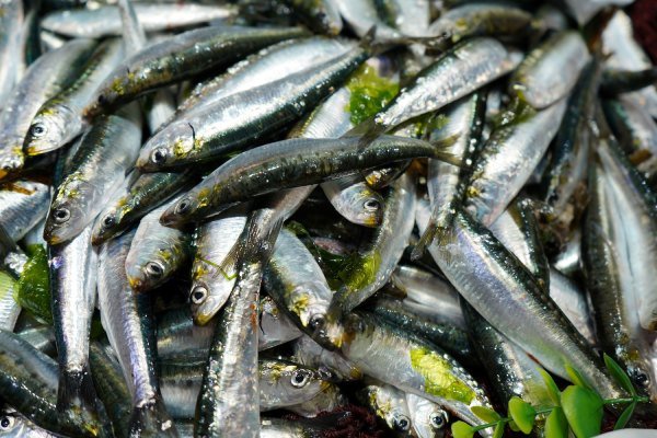 Iberian sardine regains MSC