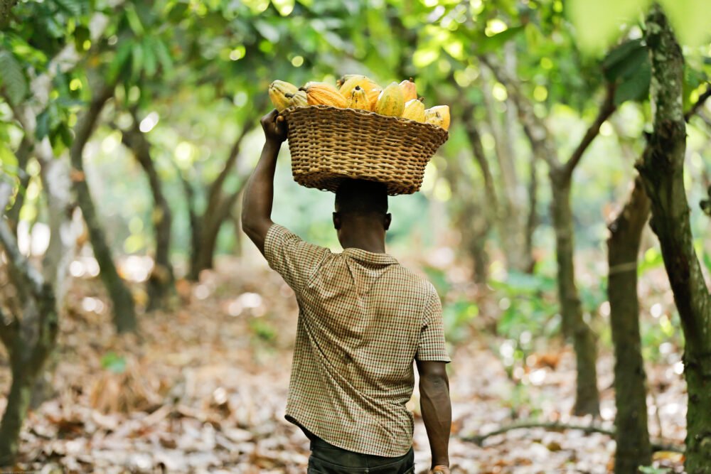Mondelez calls on EU Commission for further year-long EUDR delay