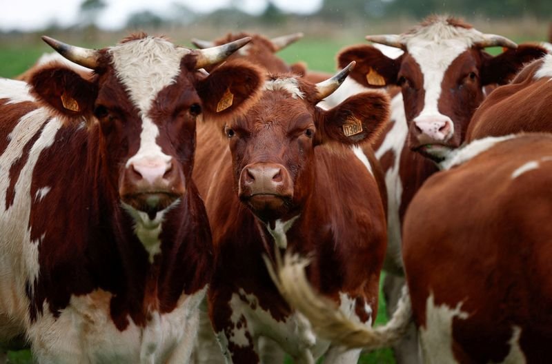France sees sharp drop in lumpy skin disease outbreaks in livestock | 1450 AM 99.7 FM WHTC