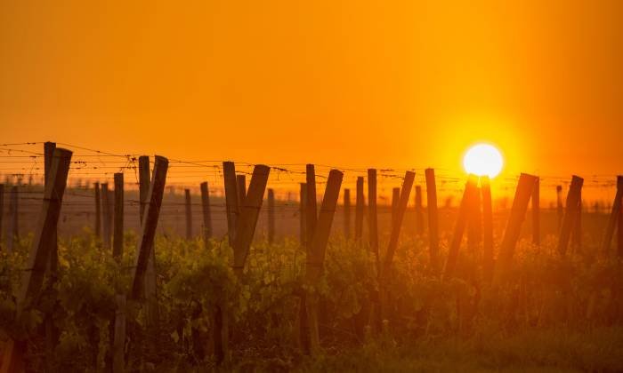Mediterranean vineyards adopt precision irrigation to combat water scarcity and climate change