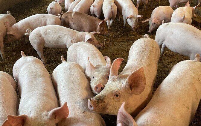 Baltic-Polish veterinary chiefs urge authorities to follow EU rules on African swine fever culls | News