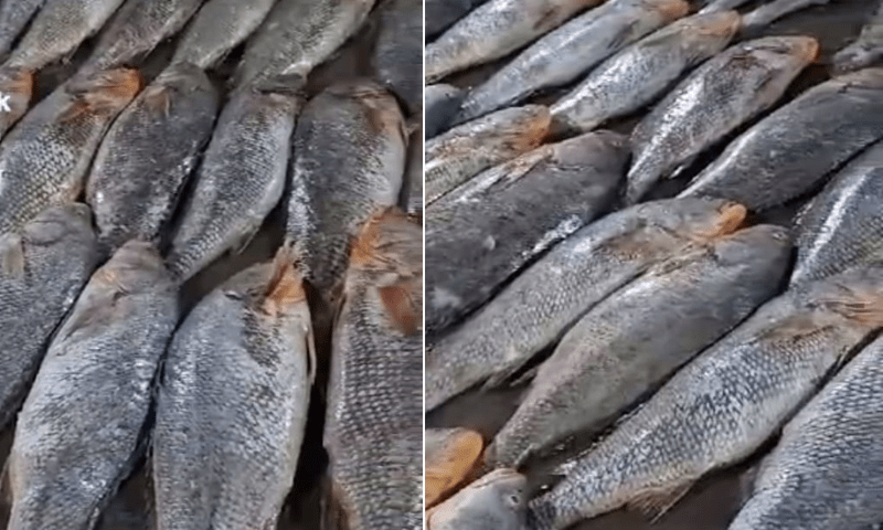 Pakistan gets 4-year extension for seafood exports to US - Business & Economy
