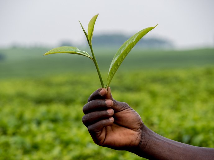 Supporting smallholder farmers in Africa | News | CORDIS
