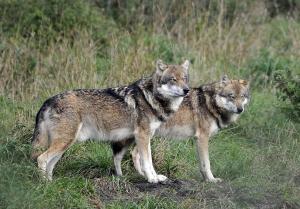 From conservation icon to political flashpoint