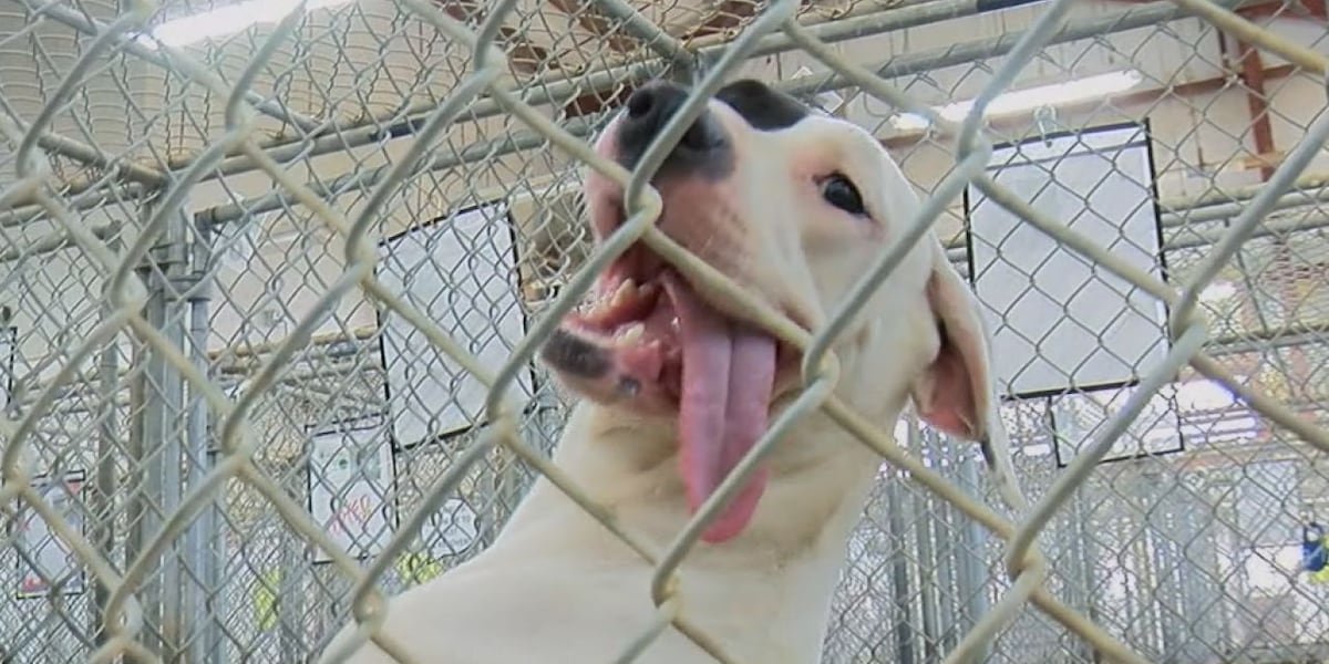 Shelby County woman raising money for commercial fans at humane society