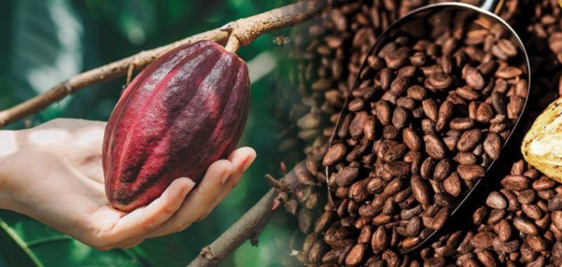 Nigeria’s Cocoa Stakeholders Commit to Meeting EU Deforestation-Free Deadline by 2025