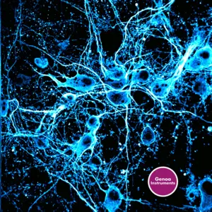 Genoa Instruments, a deep-tech startup born from the Italian Institute of Technology, secures €1 million funding round led by Deep Blue Ventures to transform super-resolution optical microscopy
