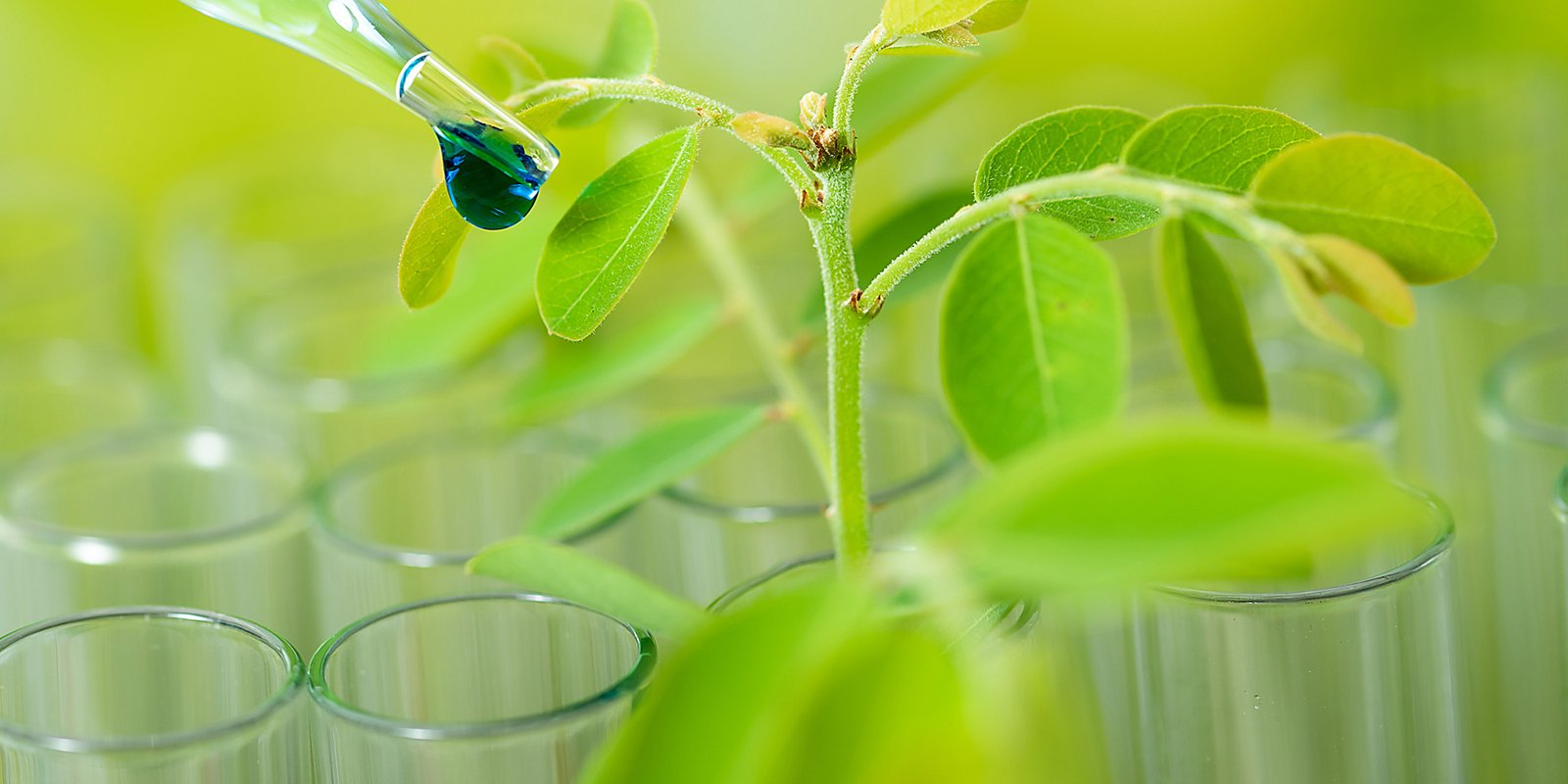Top 10 Biostimulant Breakthroughs Driving the Future of Sustainable Agriculture