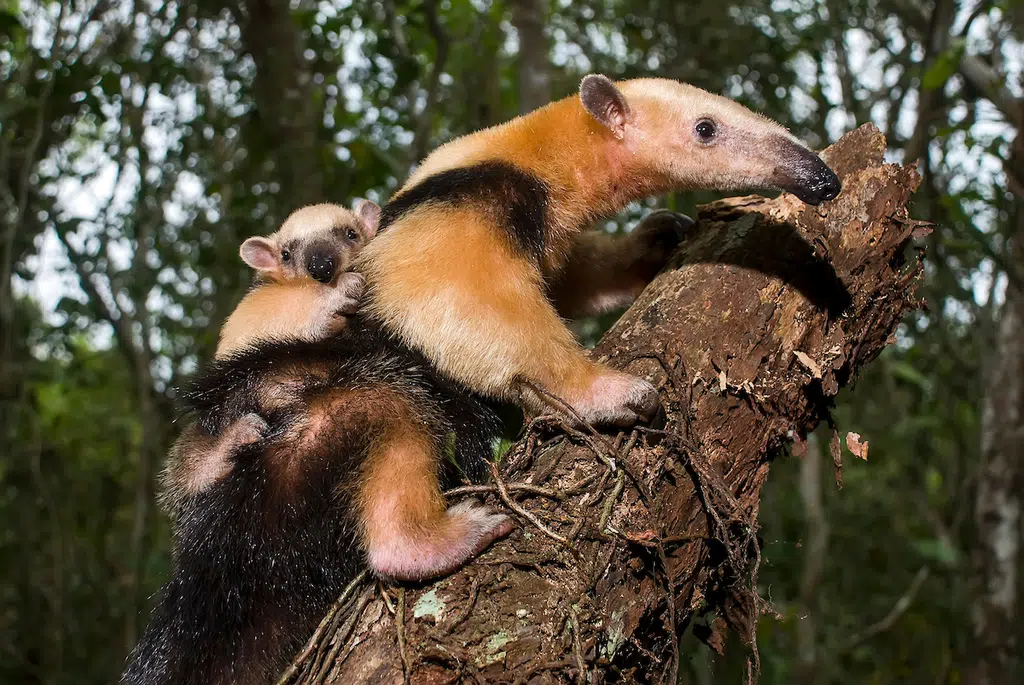 The mammalian fauna, the group that concentrates the true wild guardians of Tucumán and its humid forests