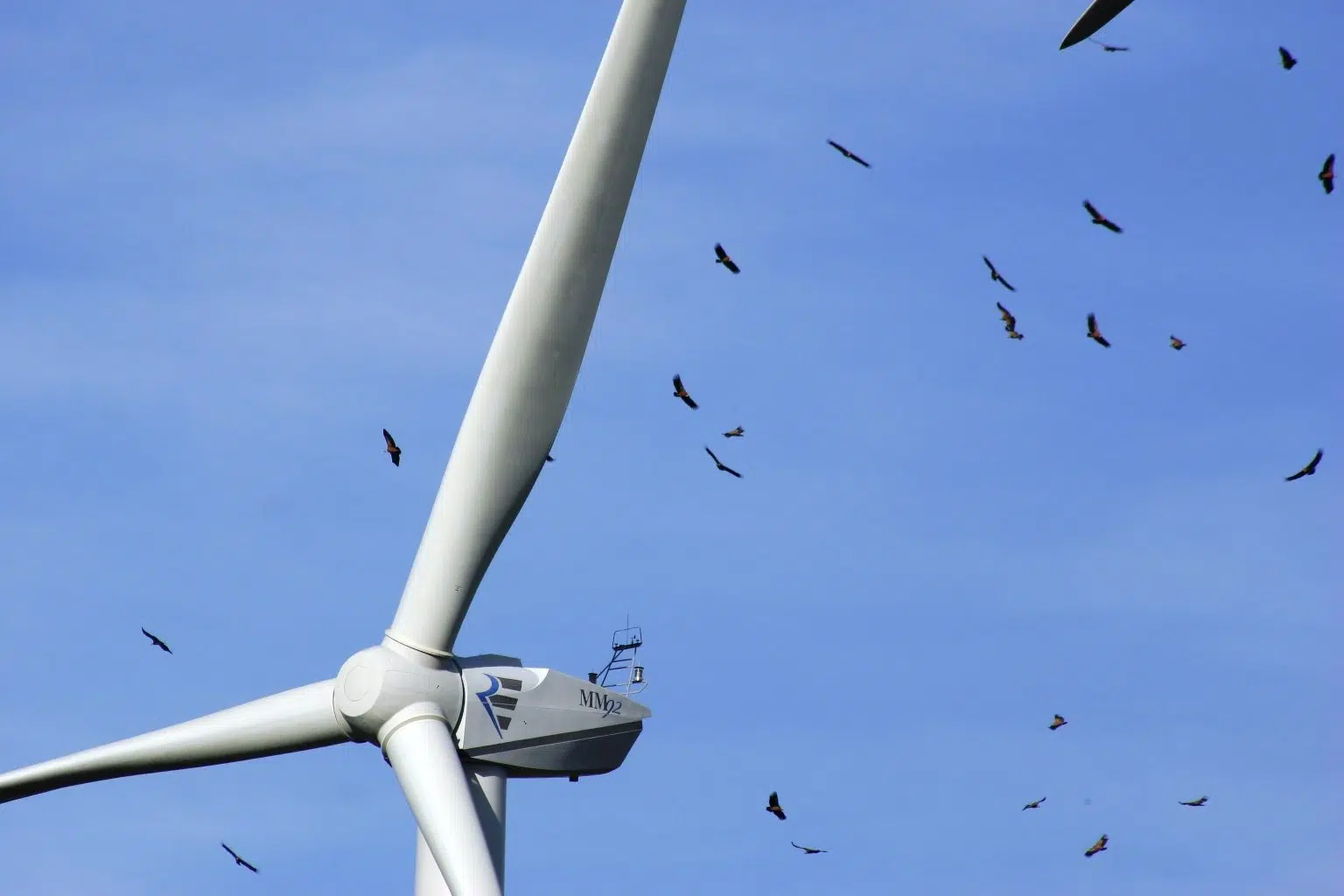 Croatia adopts artificial intelligence technology to protect birds in wind parks