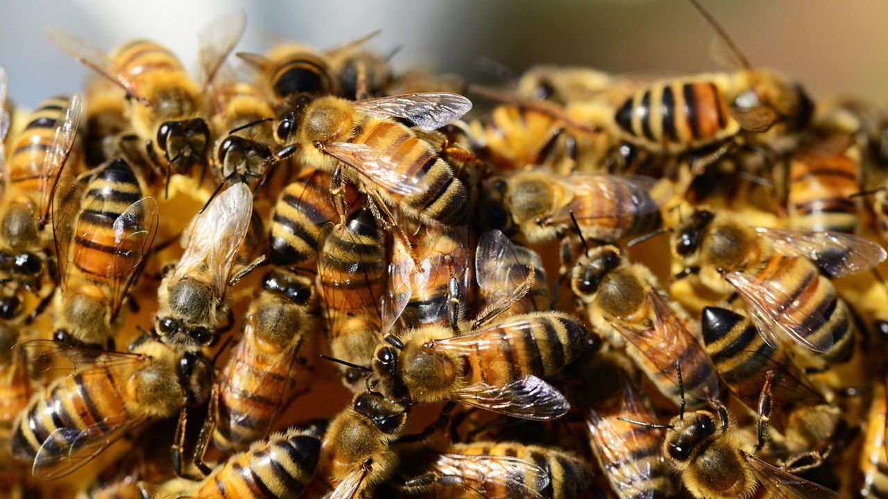 Europe boasts a “swarm” of global-scale AI firms, says VC