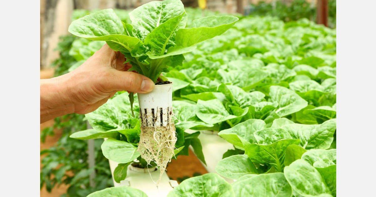 An app is making Europe's vegetables more sustainable