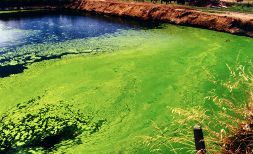 Algae Fertiliser from Dairy Wastewater Cuts Mineral Use by 25%, Study Finds - Algae Fertiliser from Dairy Wastewater Cuts Mineral Use by 25%, Study Finds - Tekedia Forum