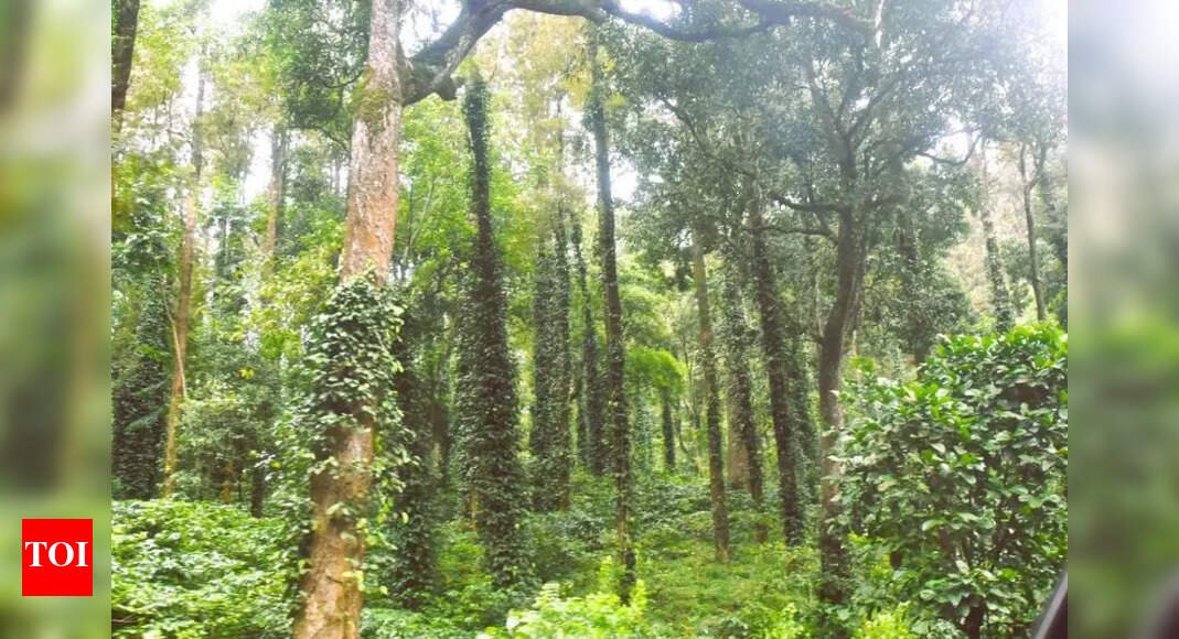 Coffee growers worry asEU’s deforestation rule looms | Bengaluru News