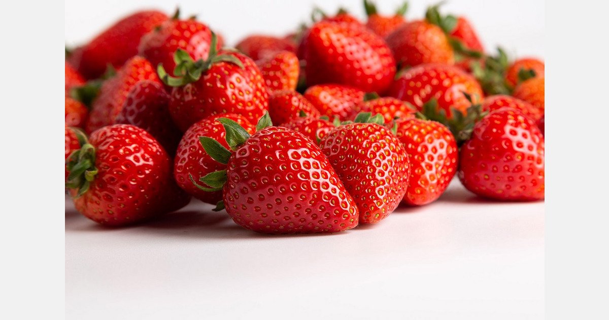 Reviving Europe’s original strawberry