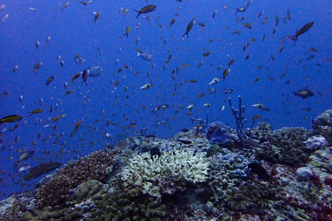 The launch of the Asia Ocean Fund comes amid growing interest from the private sector in the blue economy.