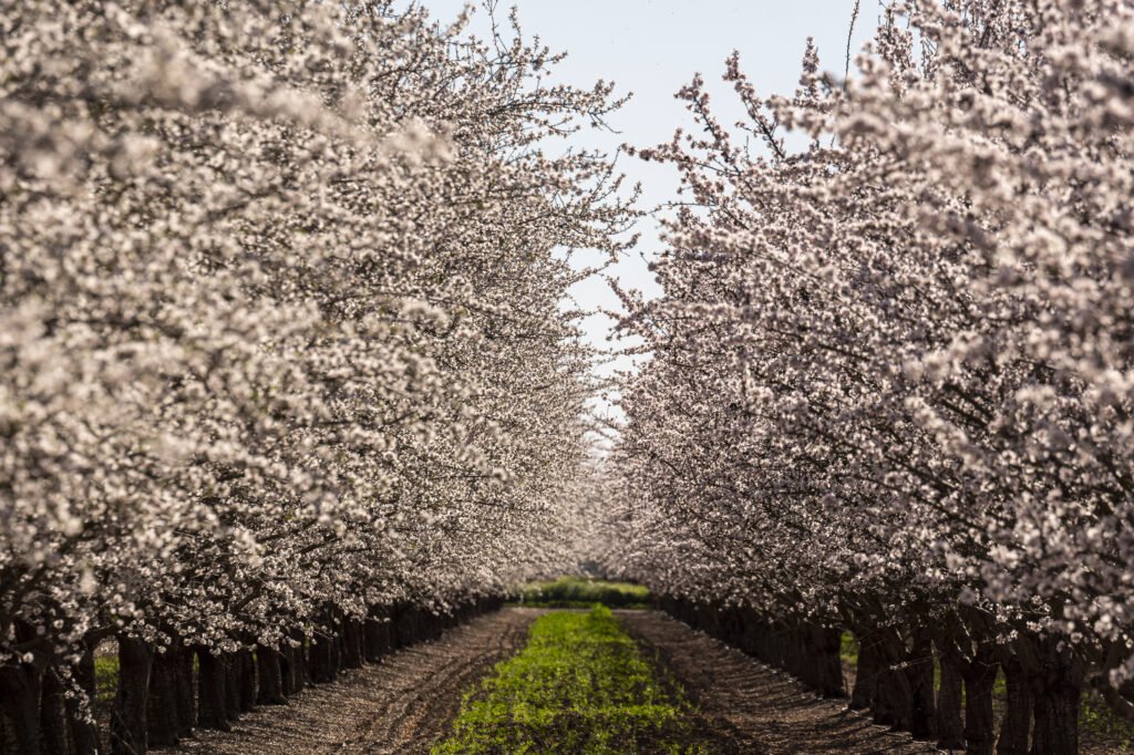This startup turns almond shell waste into organic fertiliser