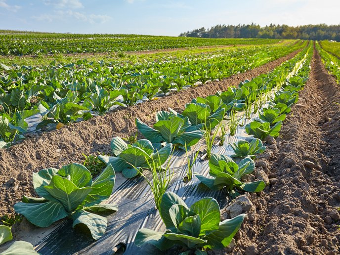 Call to action on plastic soil contamination | PAPILLONS Project | Results in Brief | H2020 | CORDIS