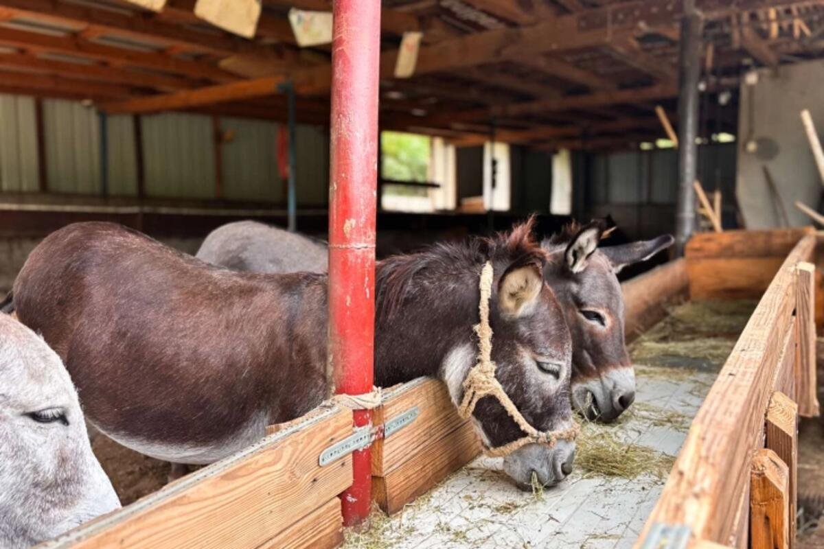 Donkey sanctuary becomes an example of ecological sustainability in Montenegro