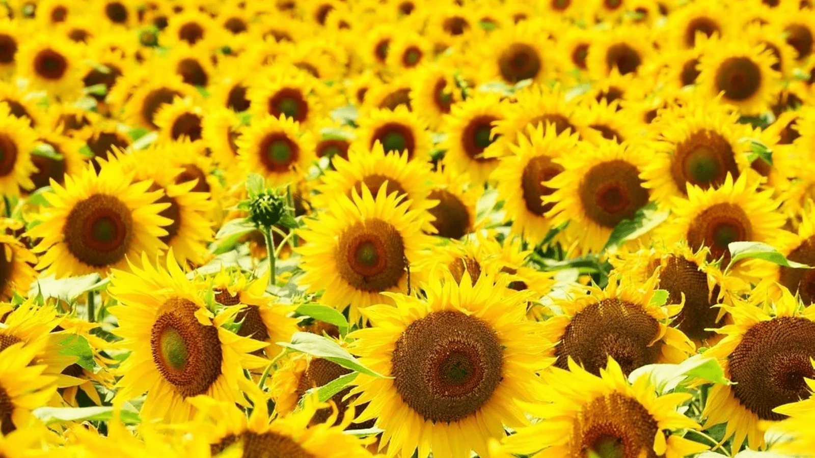 ADM expands regenerative agriculture program to Hungary - Milling Middle East & Africa Magazine